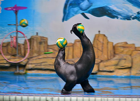 羊駝矮馬租賃，萌寵動物出(chū)租，百鳥園展覽