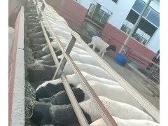 純種黑頭杜泊種公羊薩福克種公羊出(chū)欄